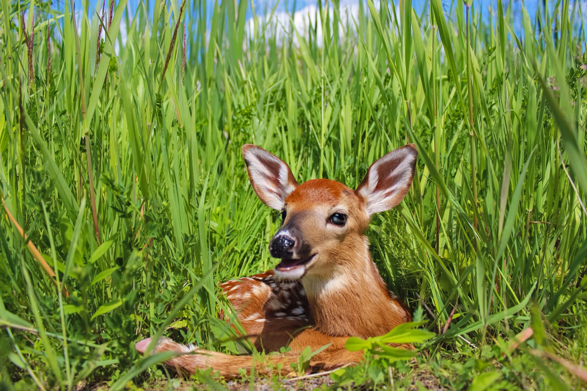 Whitetail Deer, Ontario, Canada