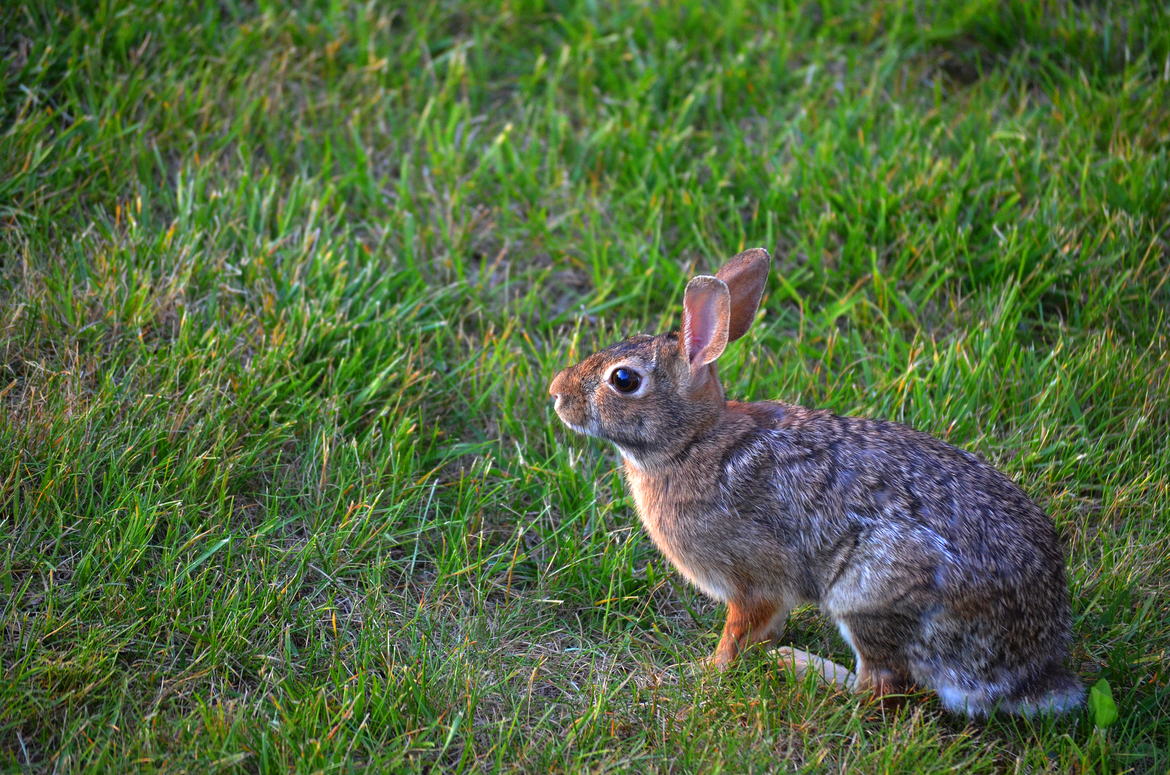 Rabbit, Midwest Region, United States