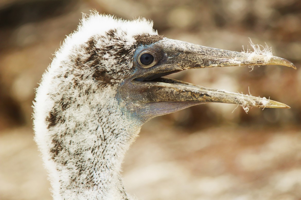 Blue-Footed Booby, Galapagos Islands, Ecuador