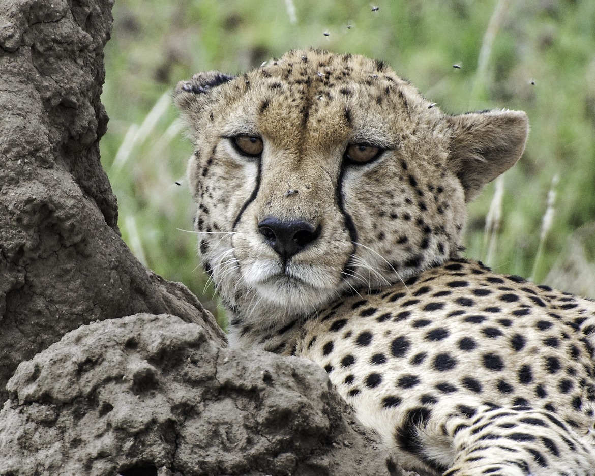 Cheetah, Serengeti National Park, Tanzania (Africa)