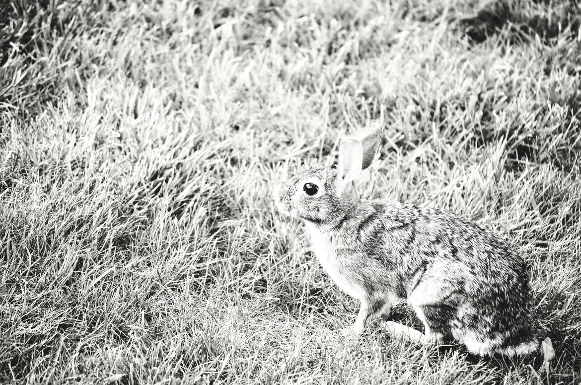 Rabbit, Midwest Region, United States