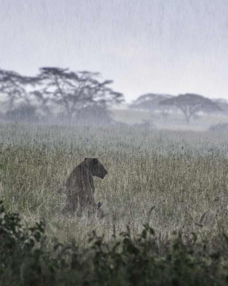 African Lioness, Serengeti National Park, Tanzania (Africa)