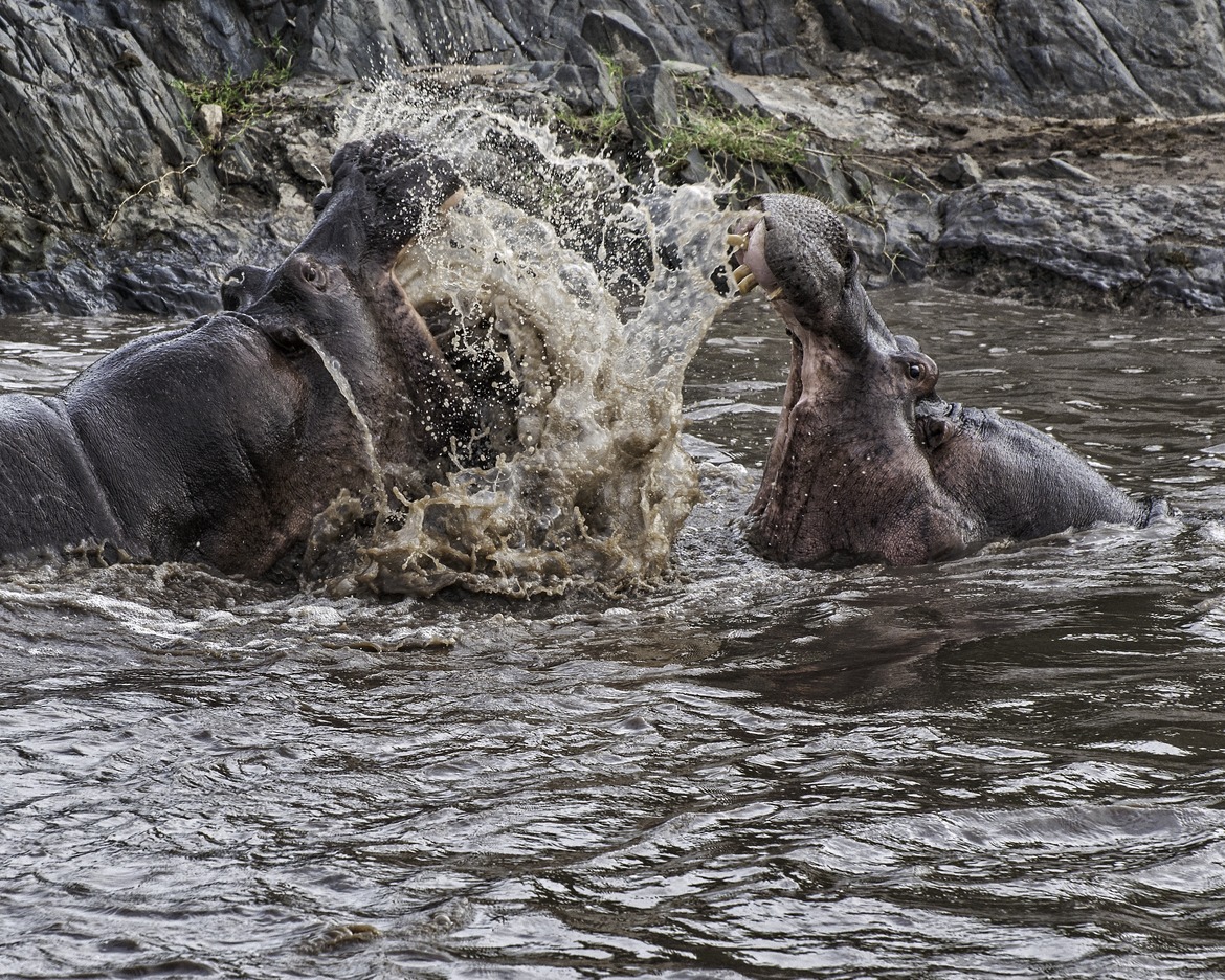 Hippopotamus, Serengeti National Park, Tanzania (Africa)