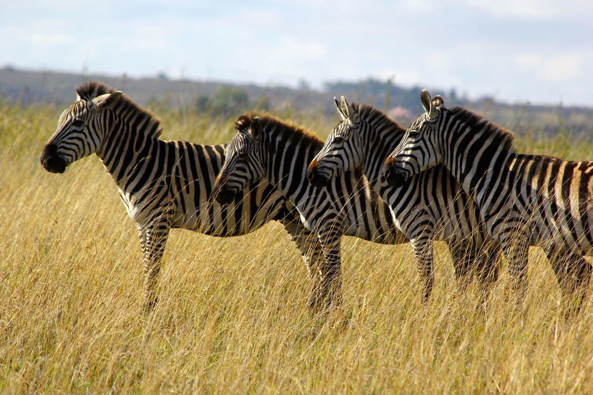 Zebra, Nairobi National Park, Kenya