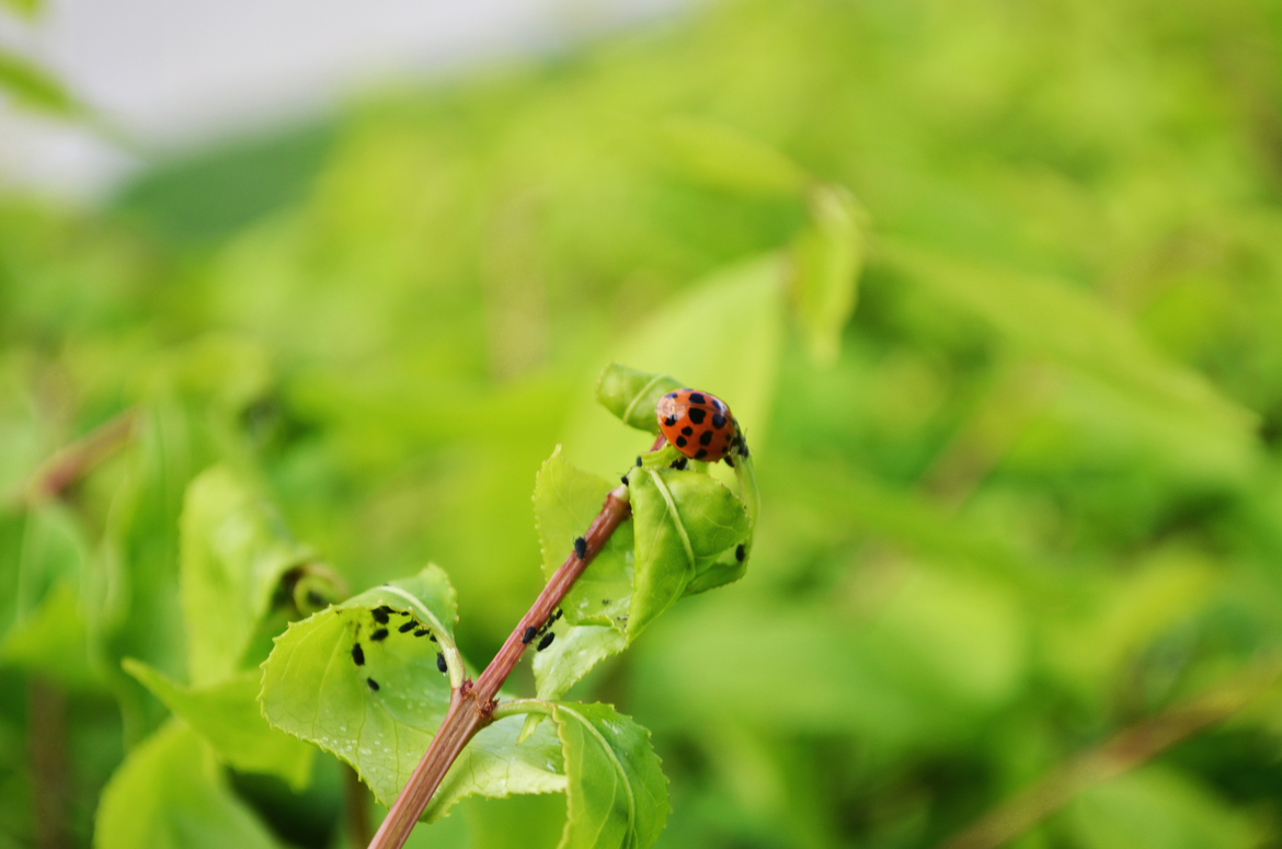 Ladybug, Midwest Region, United States