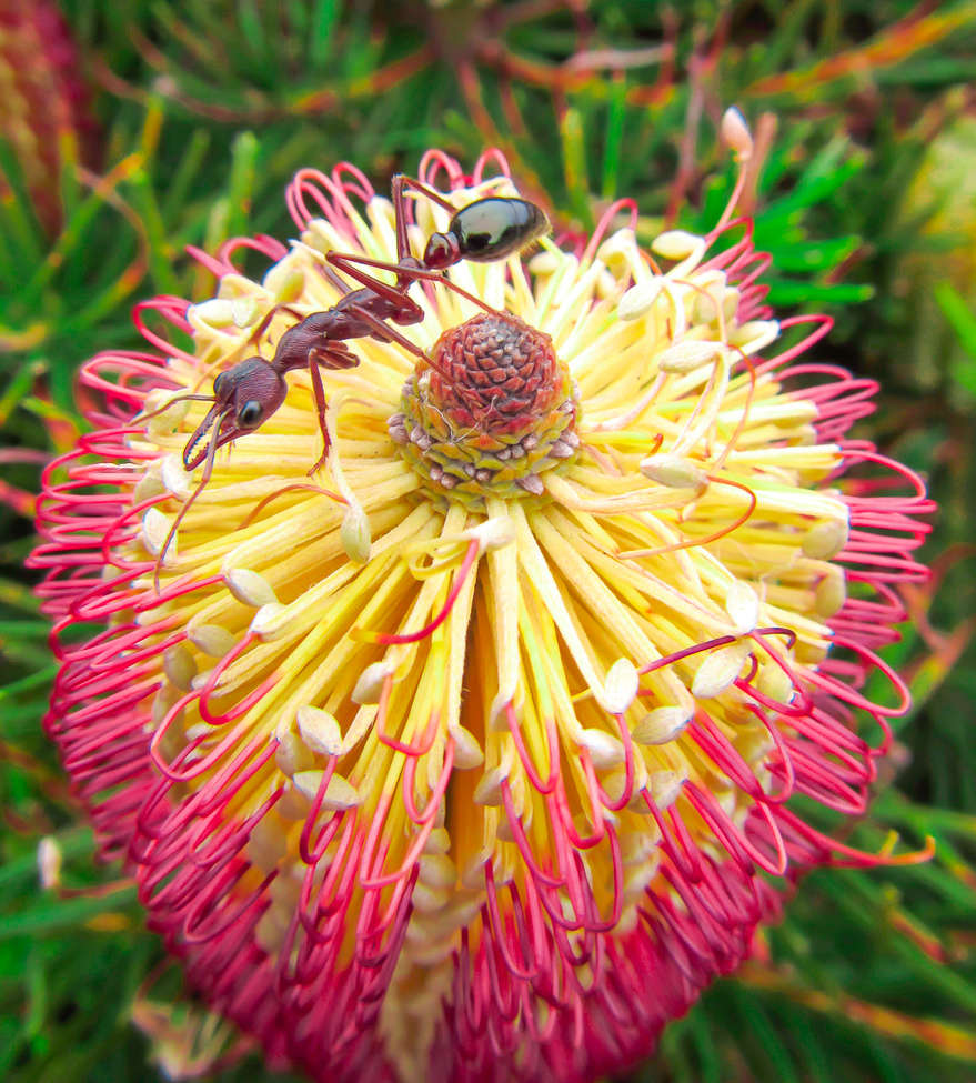 Bull Ant, Warrnambool , Australia