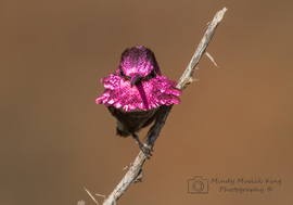 Grid anna s hummingbird 1 coronado cays  1 of 1 ps
