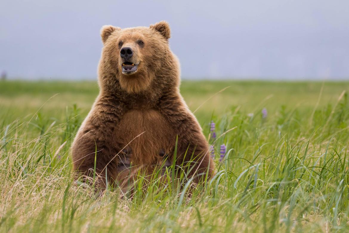 Grizzly Bear, Katmai National Park, USA