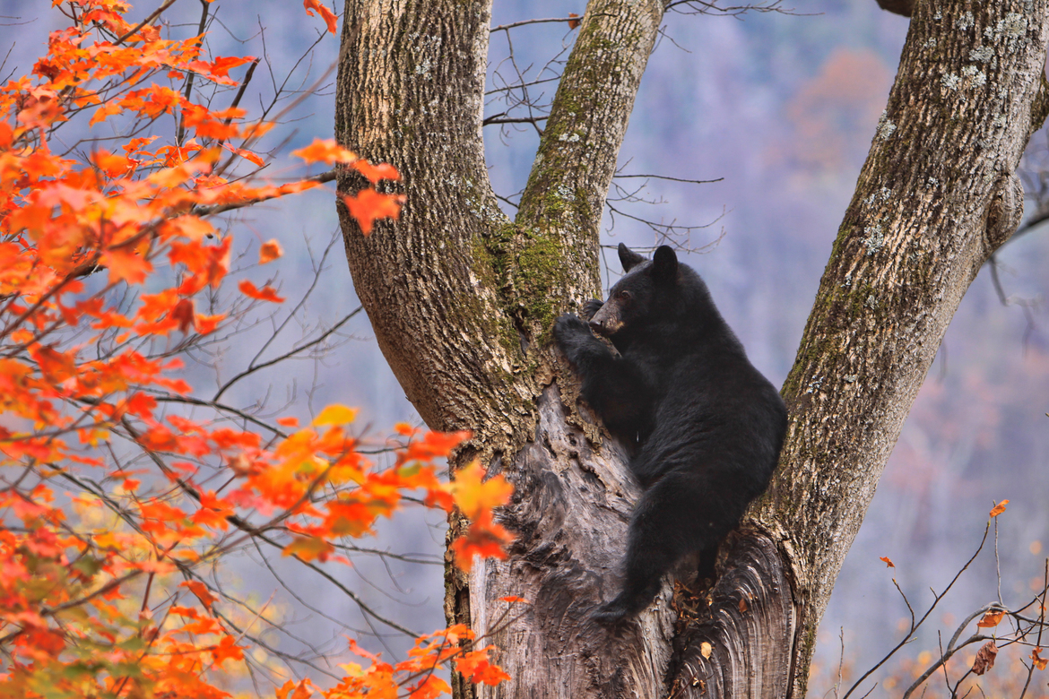 Black Bear, Great Smoky Mountains National Park, United States