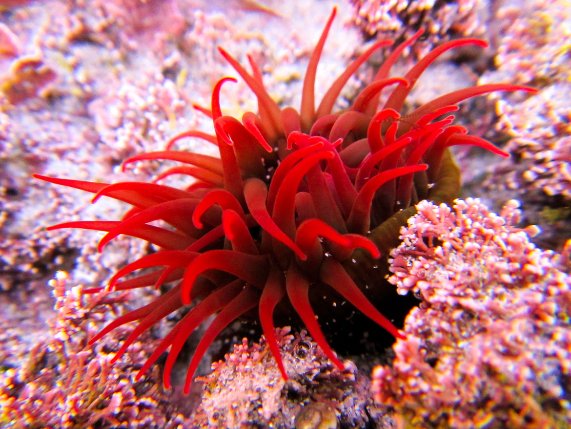 Waratah Anemone, Shelly Beach, Warrnambool , Australia