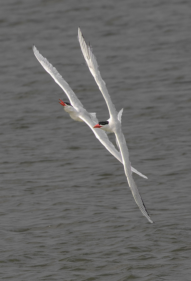 Caspian Tern, Everett Washington 10th Street Boat Harbor, United States
