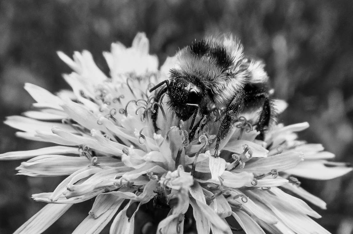 Honey Bee, New Berlin, Wisconsin, United States