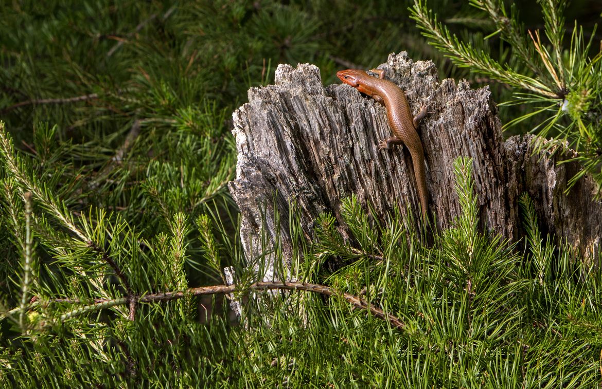 Broad Headed Skink, Tennessee, United States