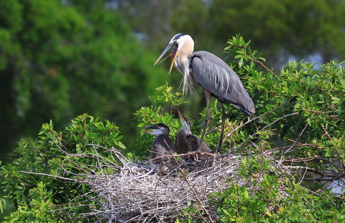 Great Blue Heron, Venice Rookery Florida, United States