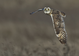 Grid short eared owl the best copy