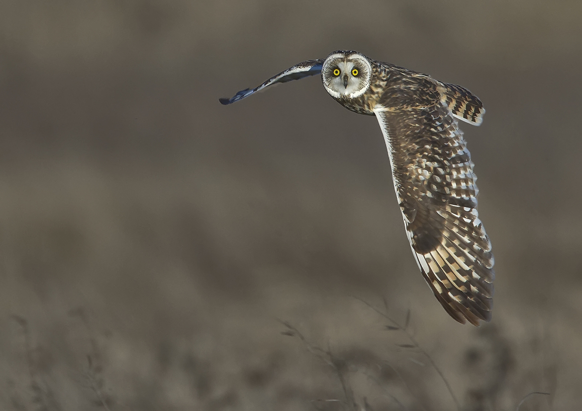 Short-eared Owl, Snohomish County Washington, United States