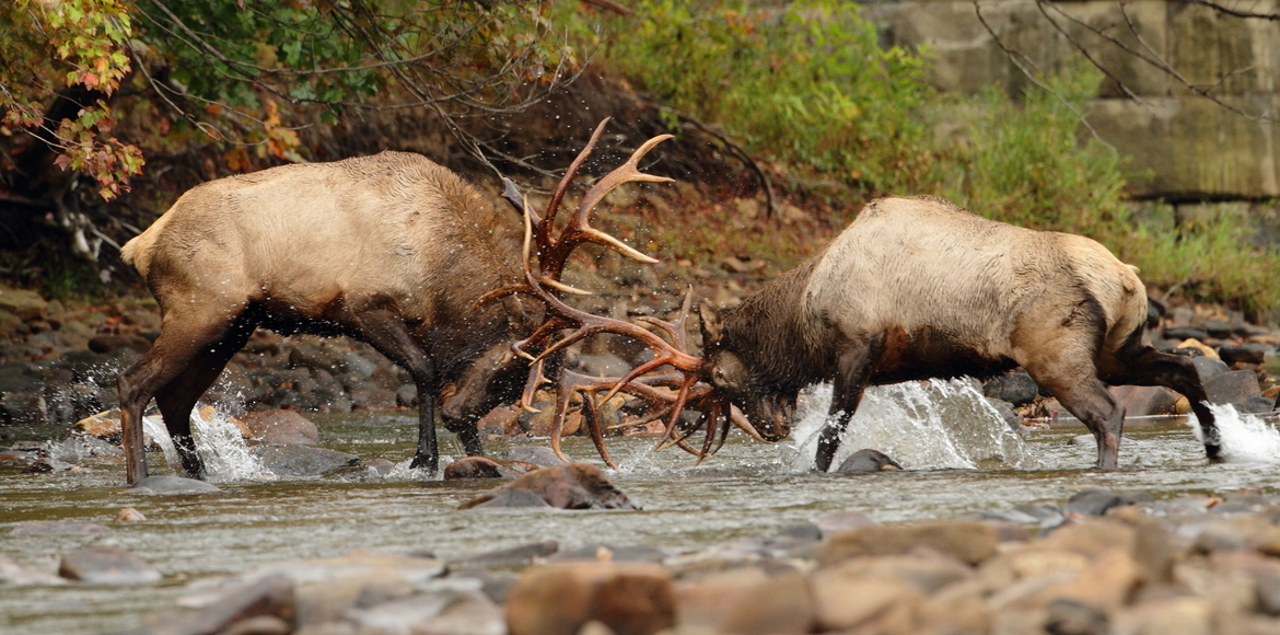 Elk, Allegheny national forest. Benezette Pa., USA