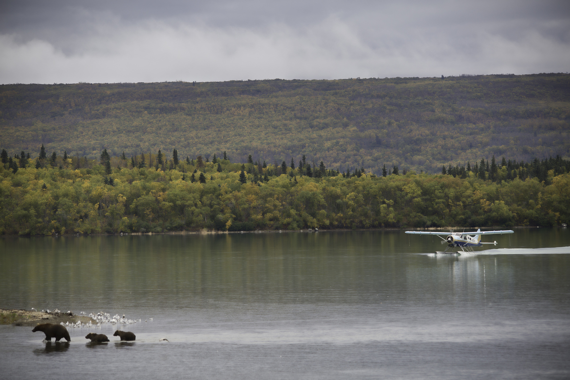 Brown Bear, Katmai National Park, Brooks Lodge, United States