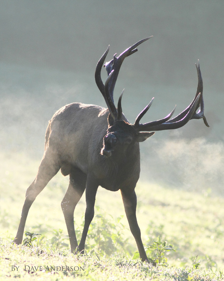 elk, Allegheny national forest. Benezette Pa., United States