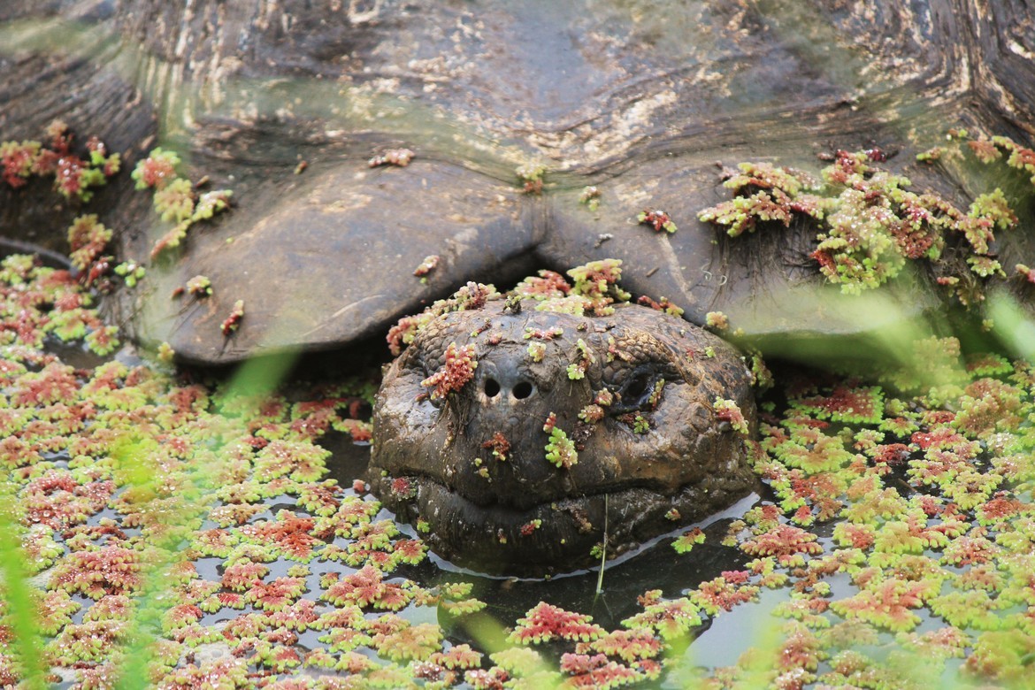 Giant Tortoise, Galapagos Islands, Ecuador
