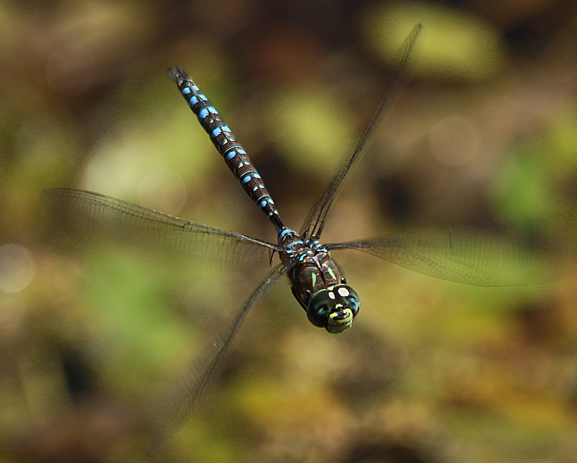 meadowhawk, Point Pleasant Park, Halifax, Nova Scotia, Canada