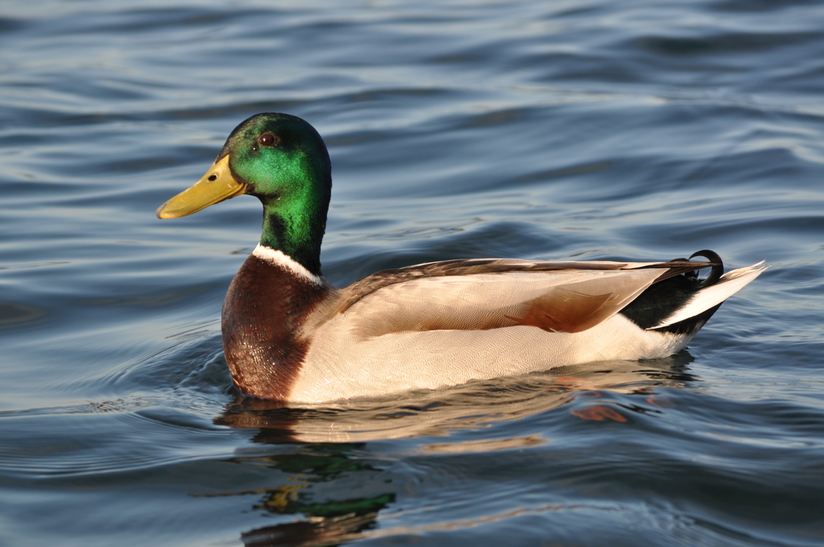 Mallard Duck, American Lake, Lakewood, WA, United States