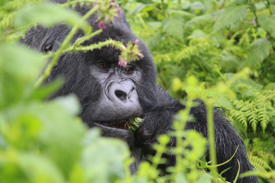 Mountain Gorilla, Volcanoes National Park, Rwanda