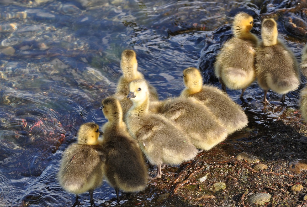 Baby goose, American Lake, Lakewood, WA, United States