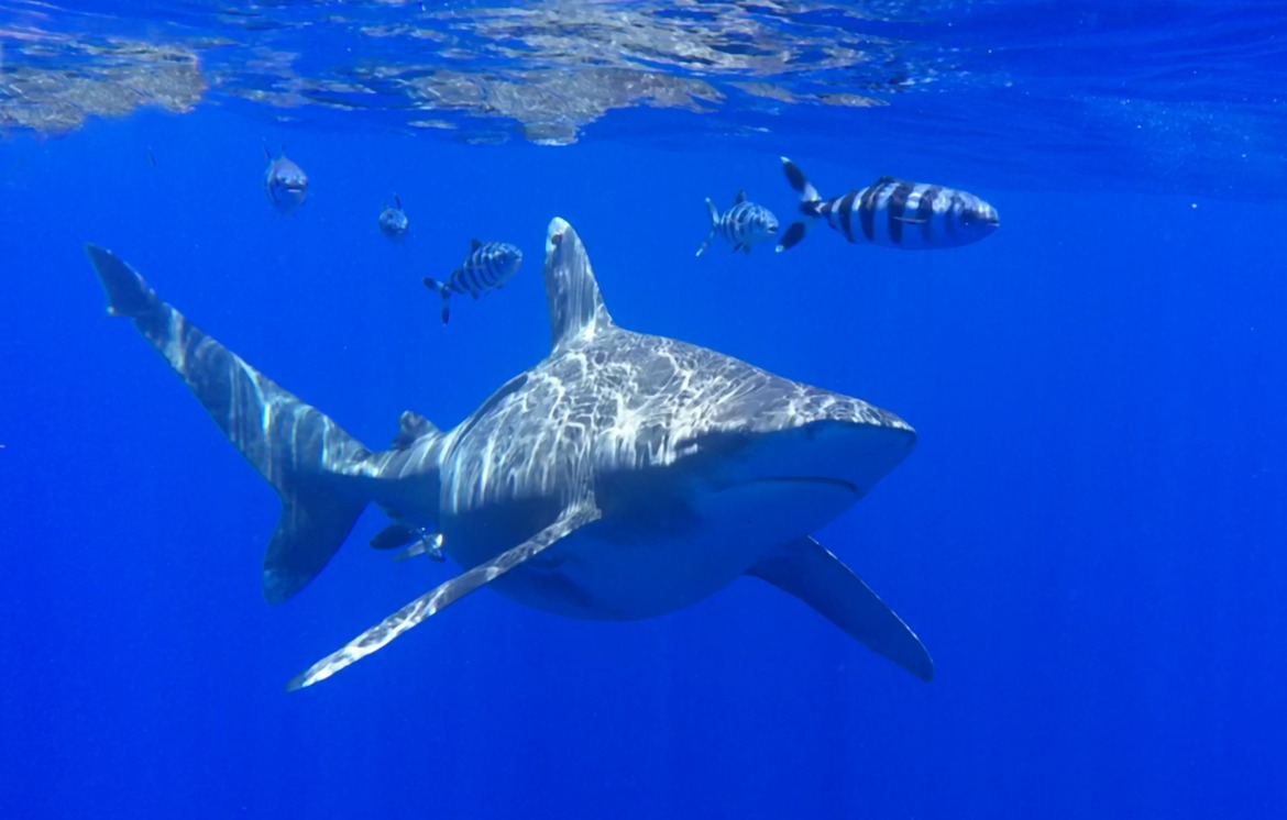 Carcharhinus longimanus, Cat Island, Bahamas, Bahamas 