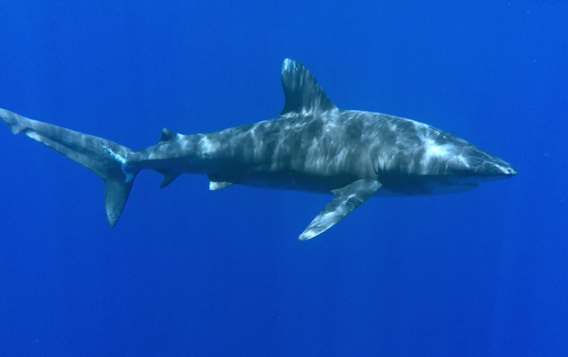 Carcharhinus longimanus, Cat Isand, Bahamas, Bahamas 