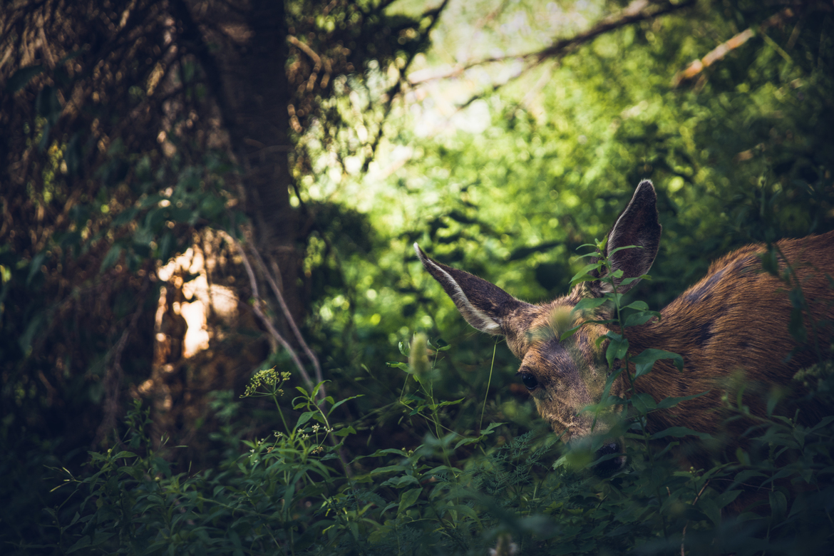 Deer, Grand Teton National Park, United States