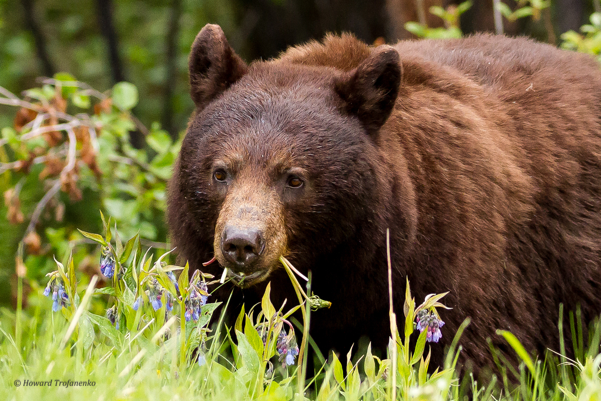 Ursus Americanus - North American Black Bear, Jasper National Park, Canada