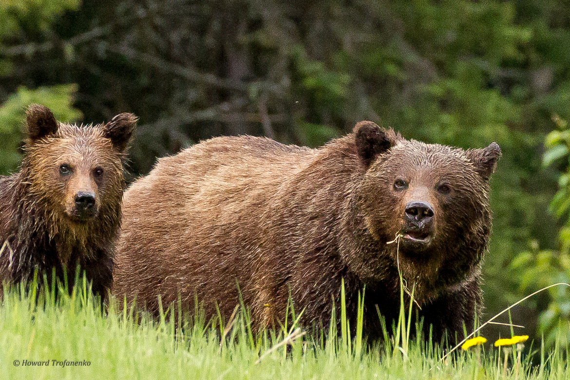 Ursus Arctos - Grizzly Bear, Jasper National Park, Canada