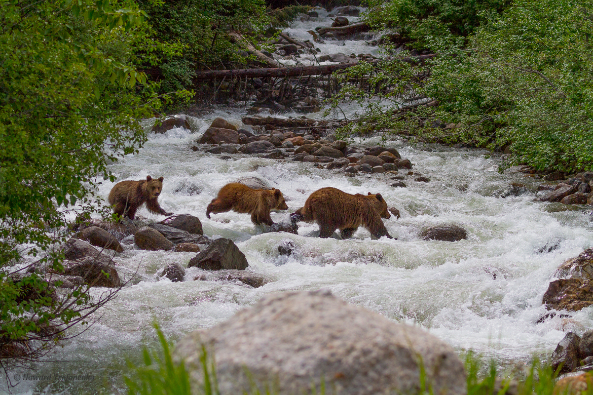 Ursus Arctos - Grizzly Bear, Jasper National Park, Canada