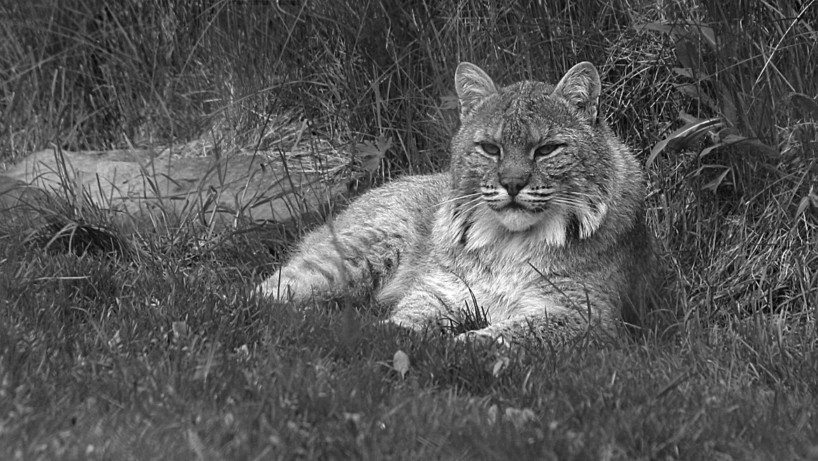 bobcat, nova scotia, Canada
