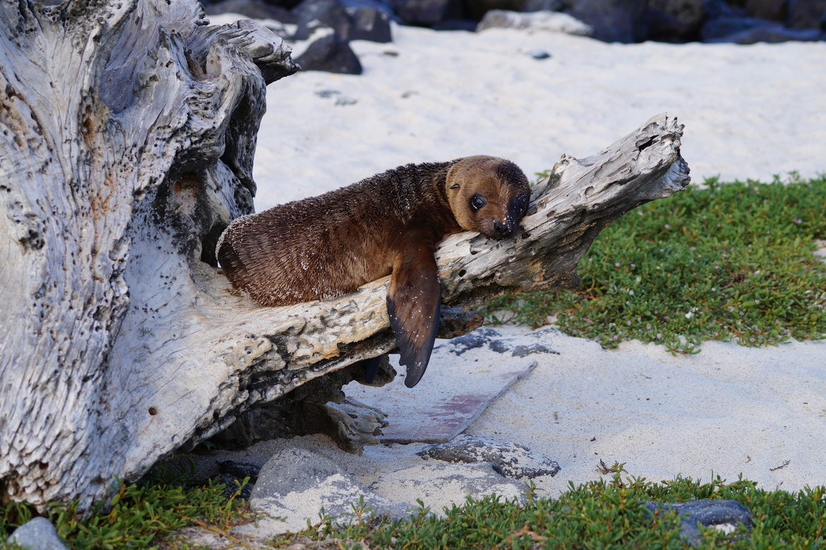 Sea Lion, Mosquera, Galapagos Archipelago, Equador