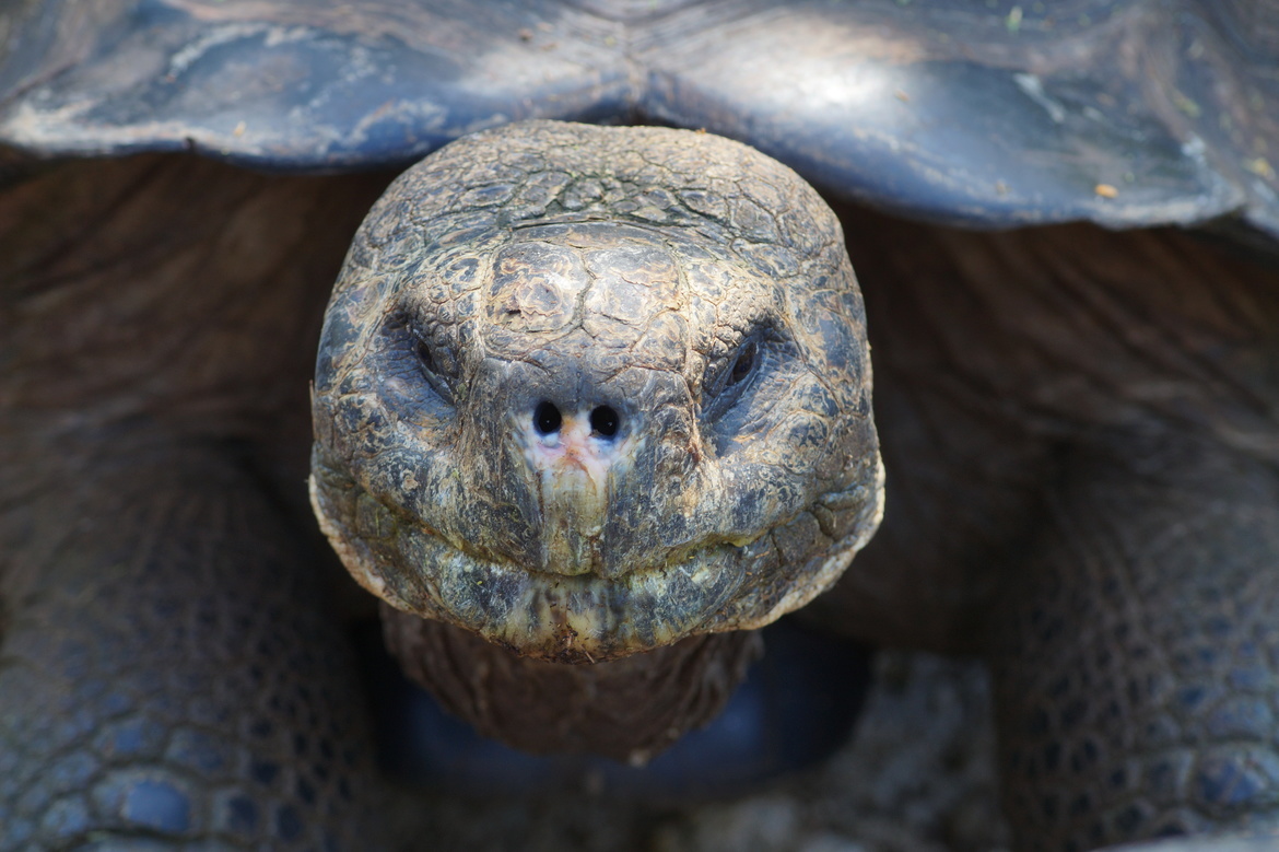 Giant Tortoise, Santa Cruz, Galapagos Archipelago , Equador