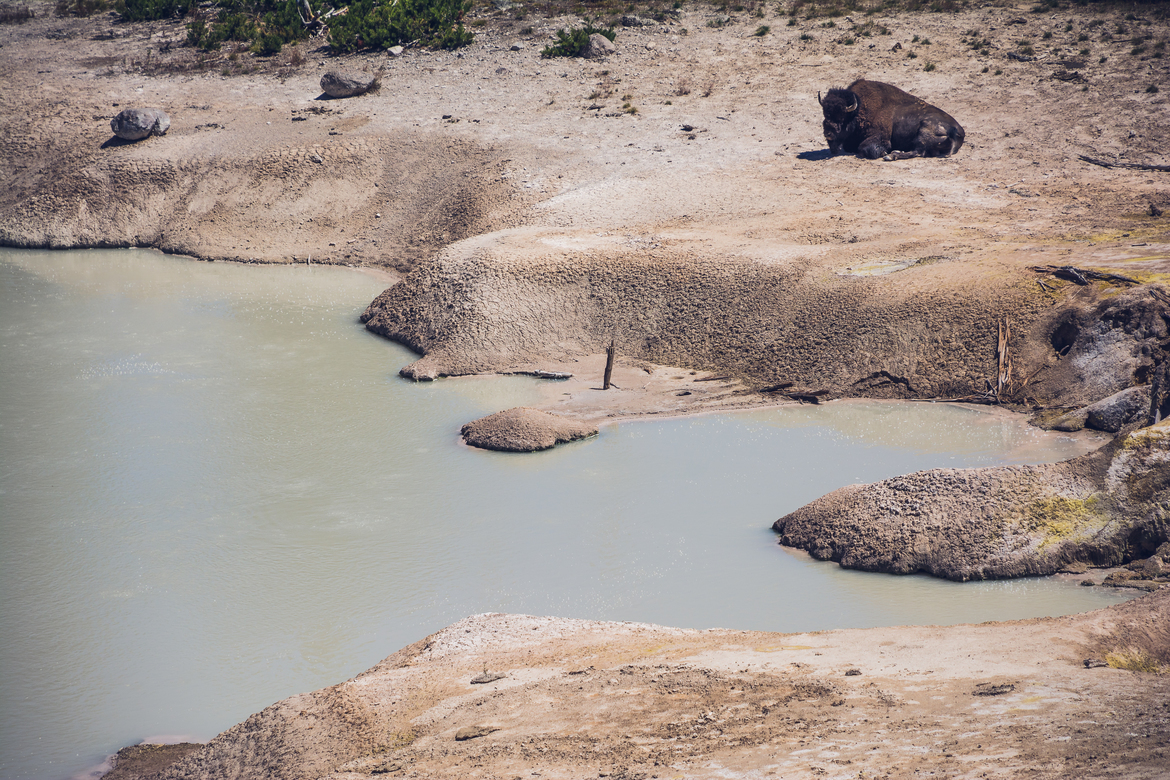 American Bison, Yellowstone National Park, United States