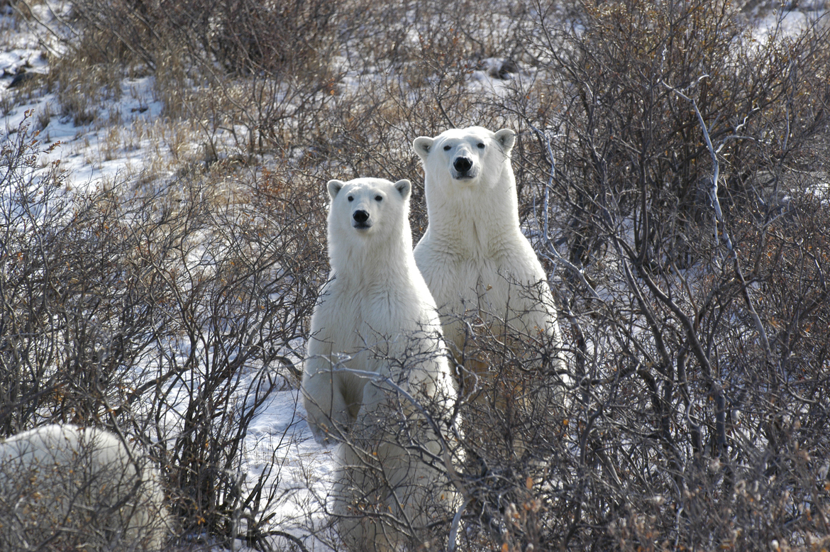 Polar Bear (Ursus maritimus), Churchill, Manitoba, Canada 