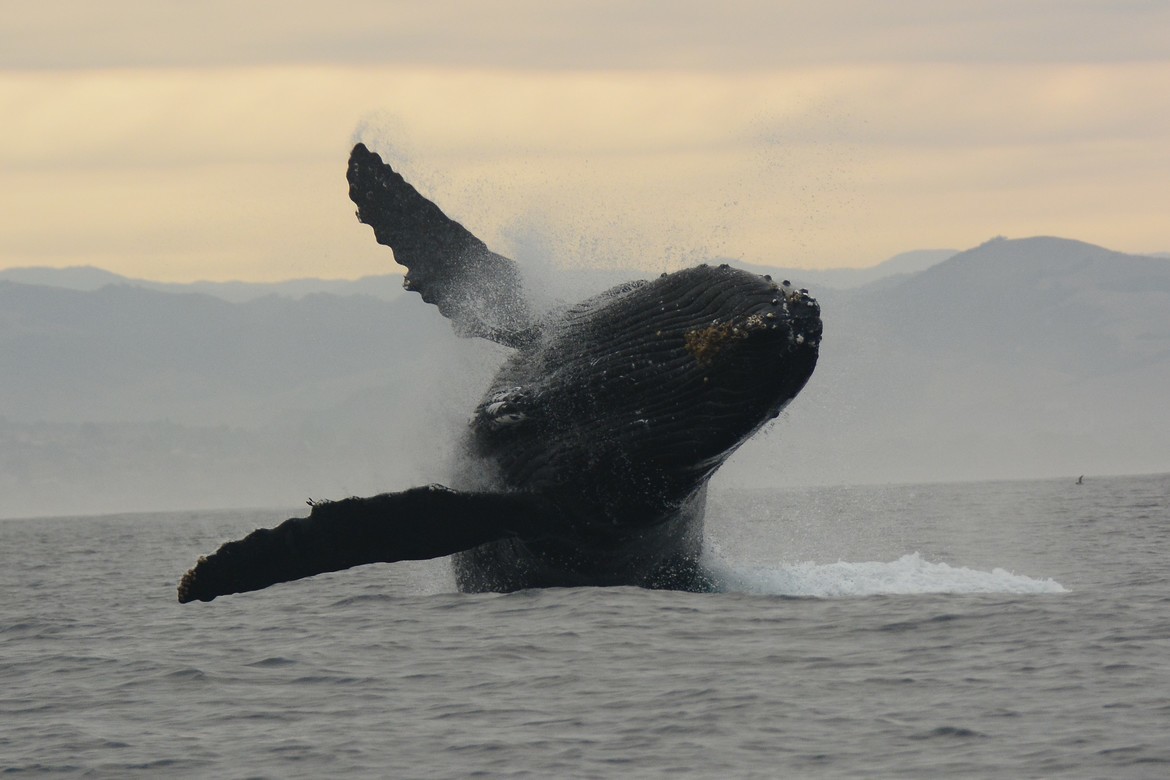 Humpback Whale, Avila Beach, USA