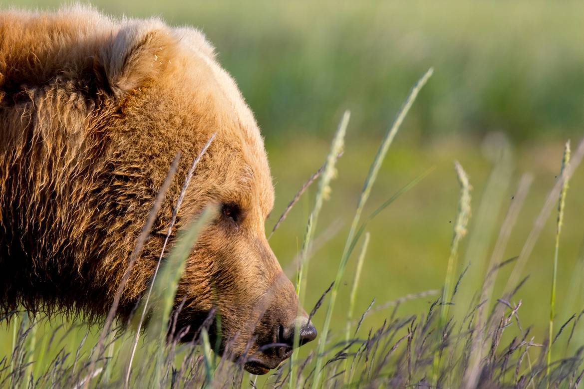 Grizzly Bear, Katmai National Park, USA