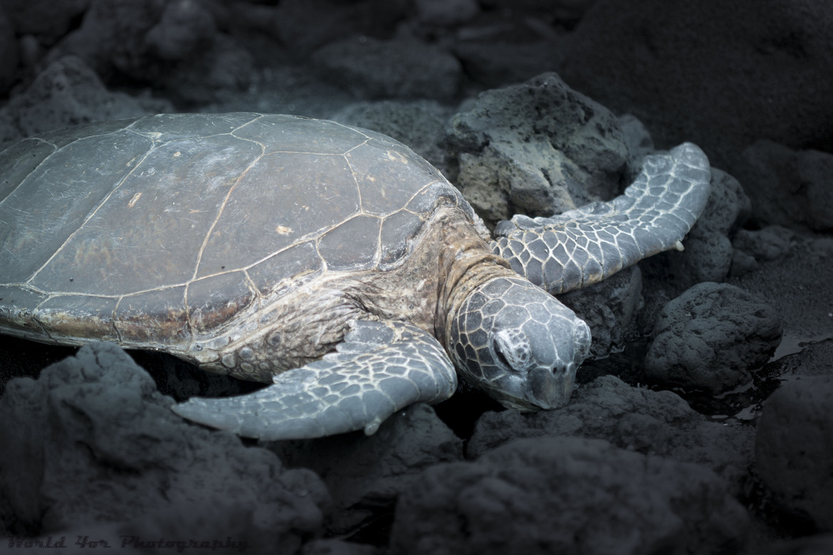 Sea turtle, beach, USA