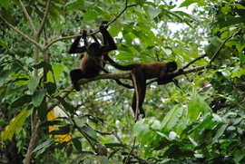 Grid spider monkey costa rica