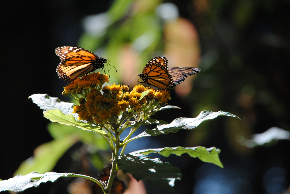 Monarch Butterfly, Chincua Butterfly Sanctuary, Mexico