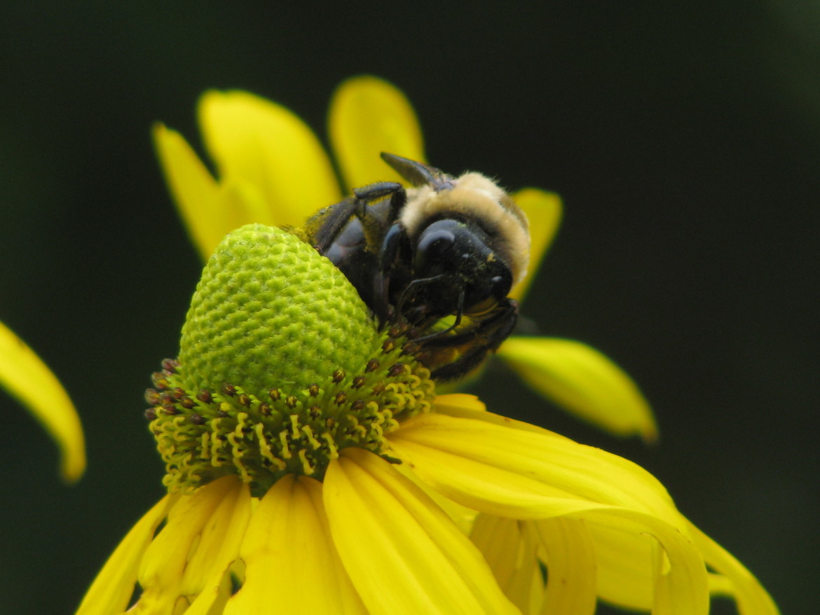 Bumble bee, Annapolis, Maryland, USA
