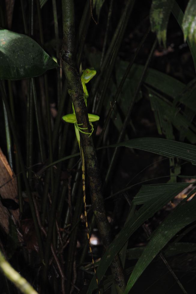 Basilisk Lizard , Tortuguero National Park, Costa Rica