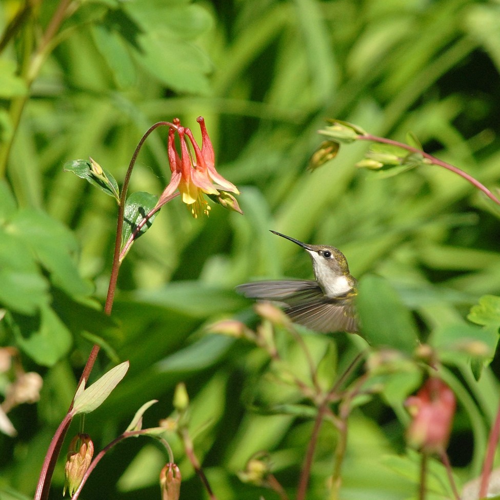 Rubythroated   Hummingbird, Southeastern  Wisconsin, United  States