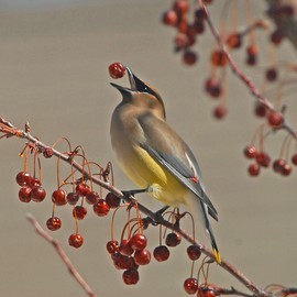 Grid waxwing 3a