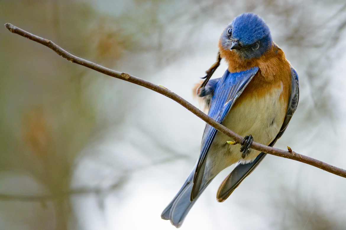 Eastern Blue Bird, Thomasville GA, USA