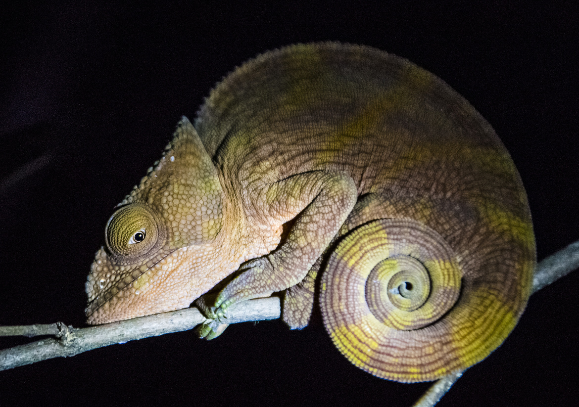Parson's Chameleon, Andasibe-Mantadia National Park, Madagascar